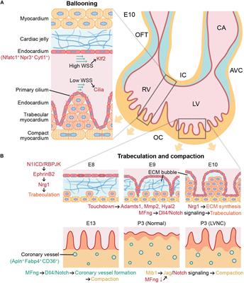 Endothelial-Myocardial Angiocrine Signaling in Heart Development